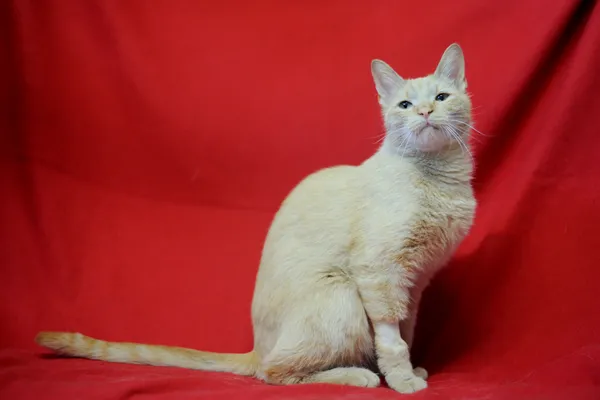 Znaleziono kota, Sosnowiec, 10 czerwca 2025 (1/5)