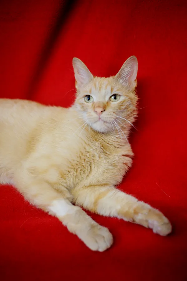 Znaleziono kota, Sosnowiec, 10 czerwca 2025 (2/5)