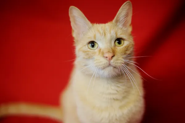 Znaleziono kota, Sosnowiec, 10 czerwca 2025 (4/5)