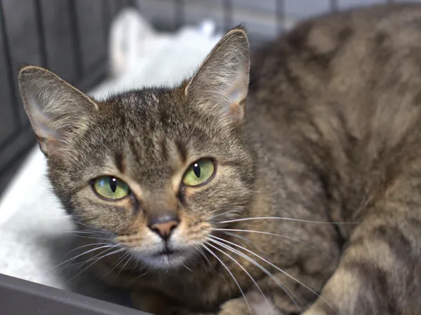 Znaleziono kota, Sosnowiec, 8 czerwca 2025 (1/5)