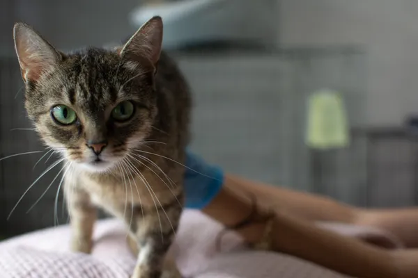 Znaleziono kota, Sosnowiec, 8 czerwca 2025 (2/5)