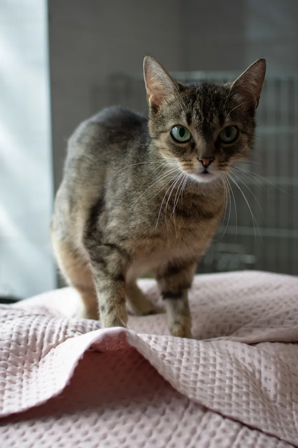 Znaleziono kota, Sosnowiec, 8 czerwca 2025 (3/5)