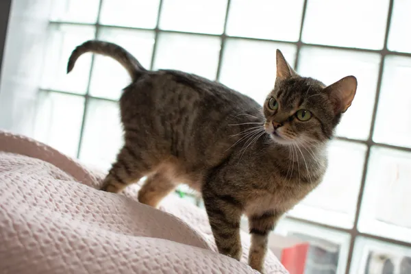 Znaleziono kota, Sosnowiec, 8 czerwca 2025 (4/5)