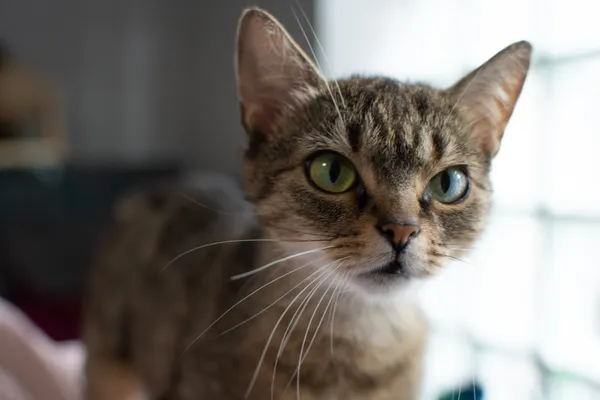 Znaleziono kota, Sosnowiec, 8 czerwca 2025 (5/5)