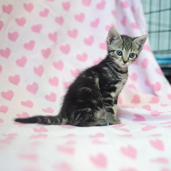 Znaleziono kota, Sosnowiec, 7 czerwca 2025 (1/4)