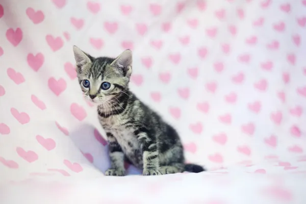 Znaleziono kota, Sosnowiec, 7 czerwca 2025 (3/4)