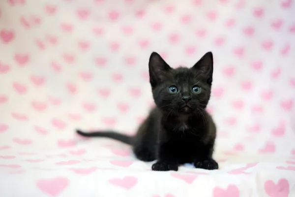 Znaleziono kota, Sosnowiec, 7 czerwca 2025 (2/4)