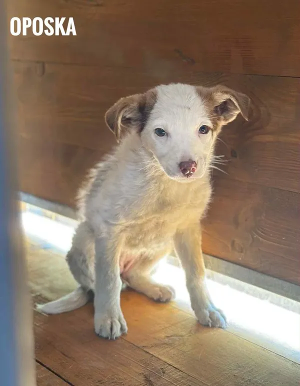 Pies do adopcji, Rytlów, 11 czerwca 2025