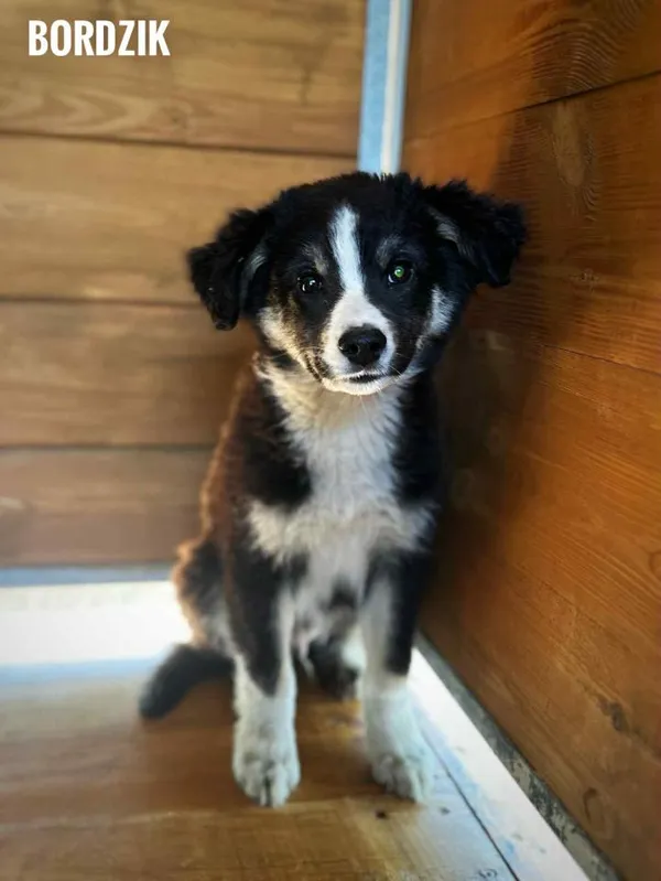 Pies do adopcji, Rytlów, 11 czerwca 2025