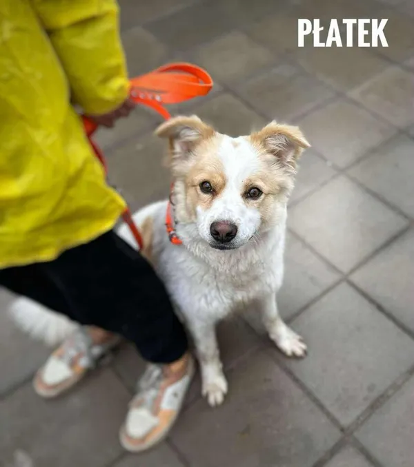 Pies do adopcji, Rytlów, 11 czerwca 2025 (2/2)