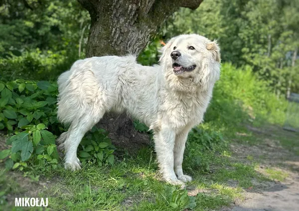 Pies do adopcji, Rytlów, 11 czerwca 2025