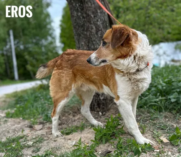 Pies do adopcji, Rytlów, 11 czerwca 2025