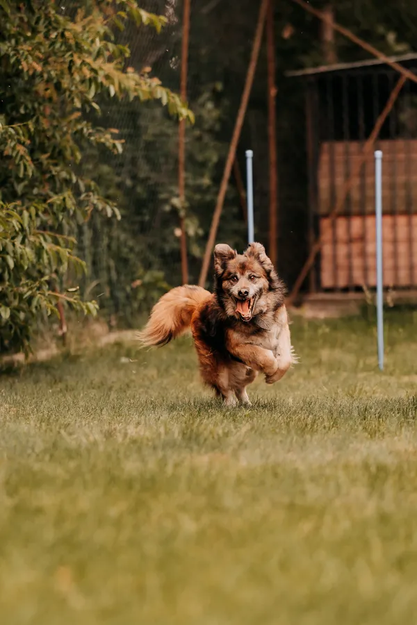 Pies do adopcji, Czartki, 11 czerwca 2025 (1/5)