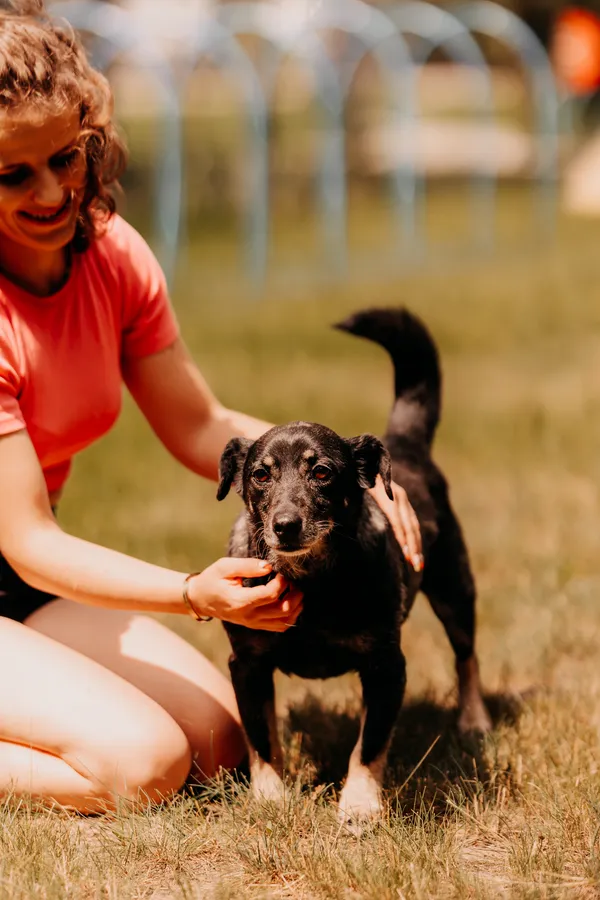 Pies do adopcji, Czartki, 11 czerwca 2025 (3/5)