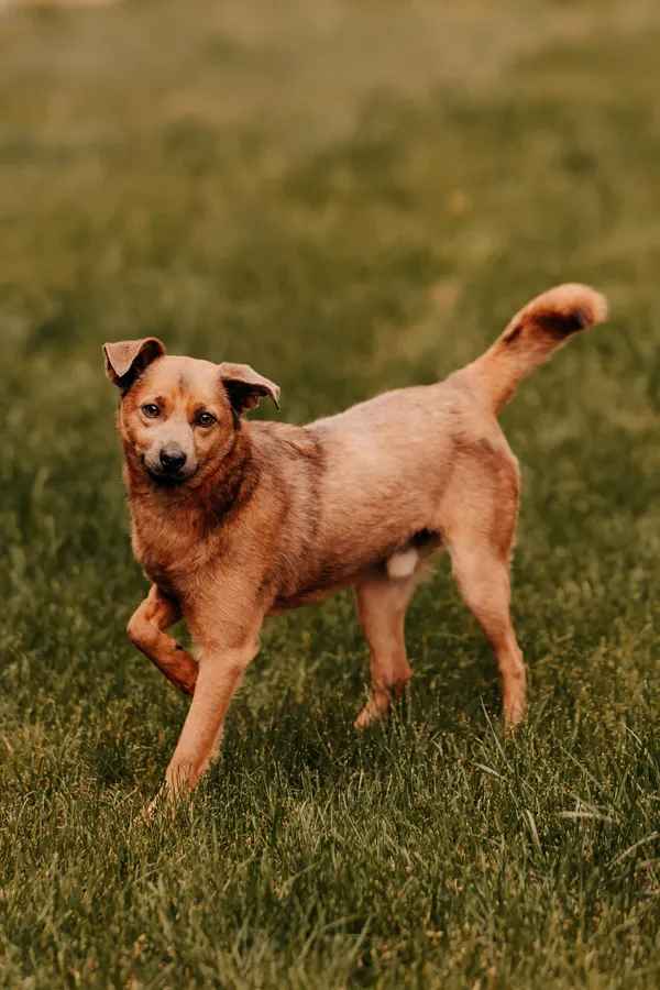 Pies do adopcji, Czartki, 11 czerwca 2025 (5/5)