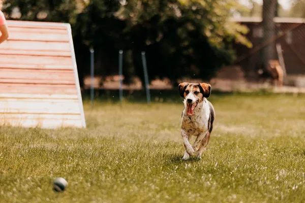 Pies do adopcji, Czartki, 11 czerwca 2025 (4/5)