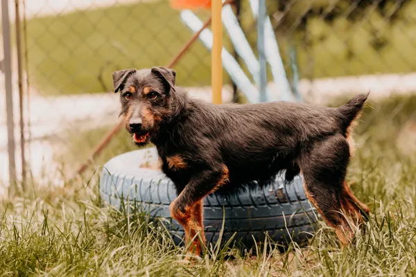 Pies do adopcji, Czartki, 11 czerwca 2025 (1/5)