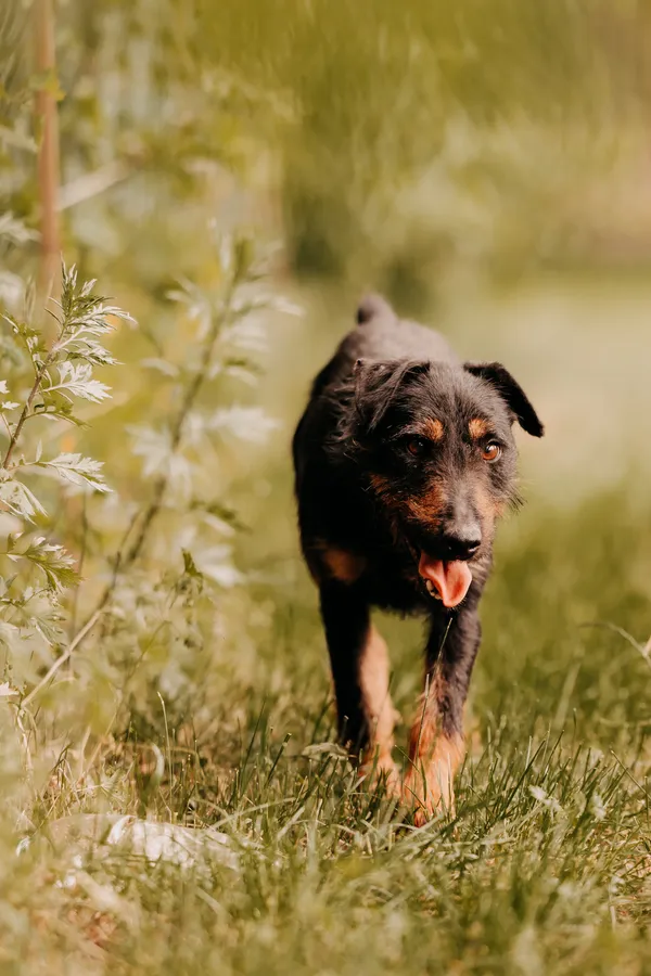 Pies do adopcji, Czartki, 11 czerwca 2025 (5/5)