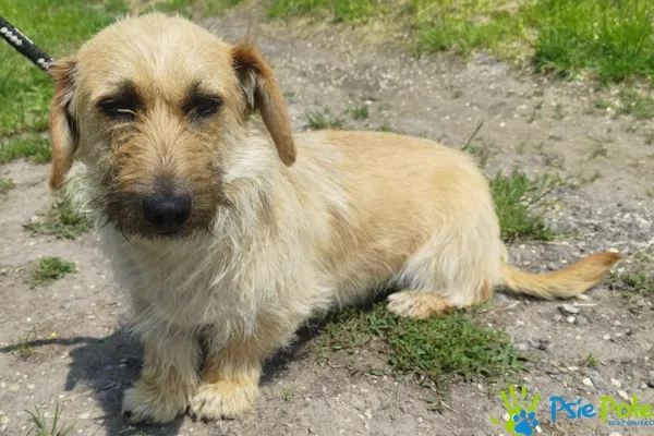 Znaleziono psa, Racławice, 8 czerwca 2025 (1/5)