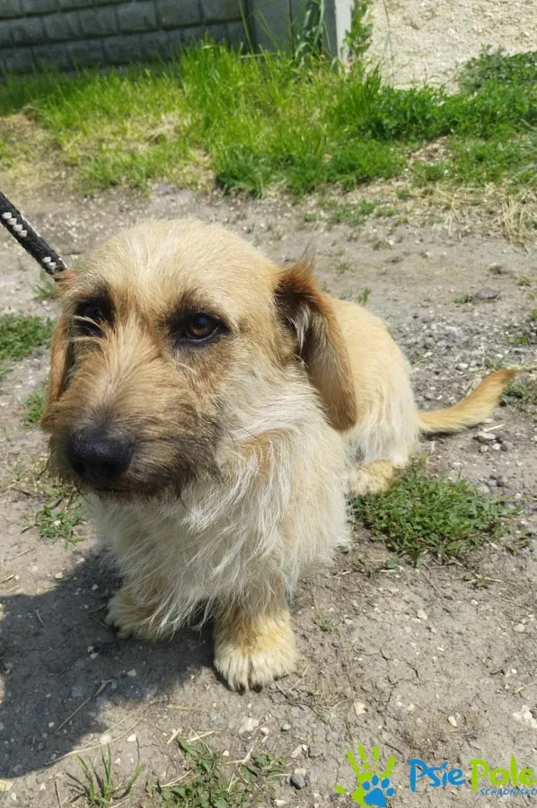 Znaleziono psa, Racławice, 8 czerwca 2025 (3/5)