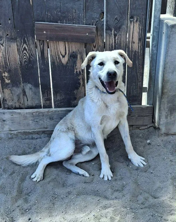 Pies do adopcji, Olsztyn, 17 maja 2025 (2/5)