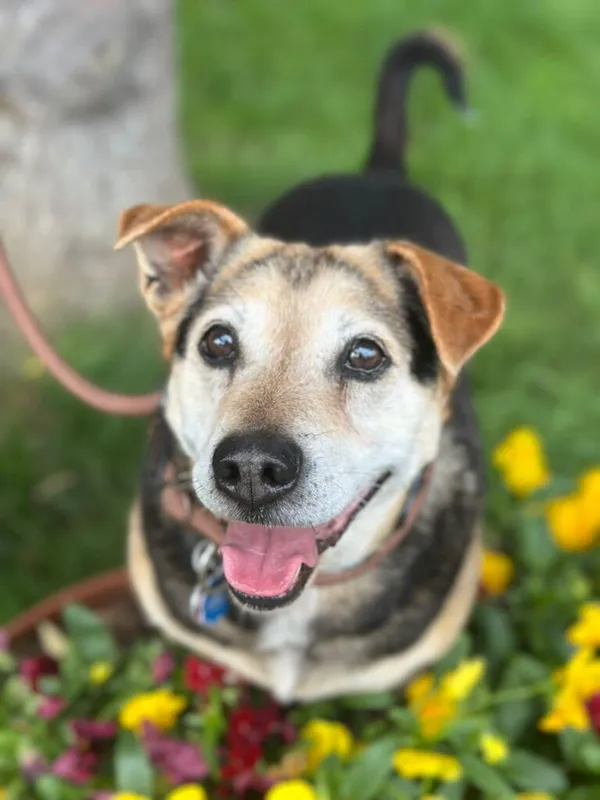 Pies do adopcji, Jelenia Góra, 6 czerwca 2025 (1/4)