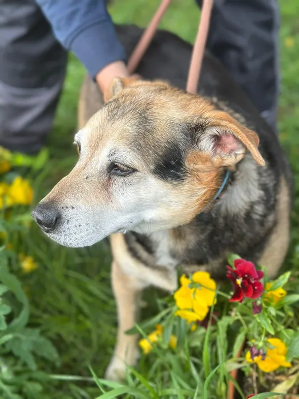 Pies do adopcji, Jelenia Góra, 6 czerwca 2025 (2/4)