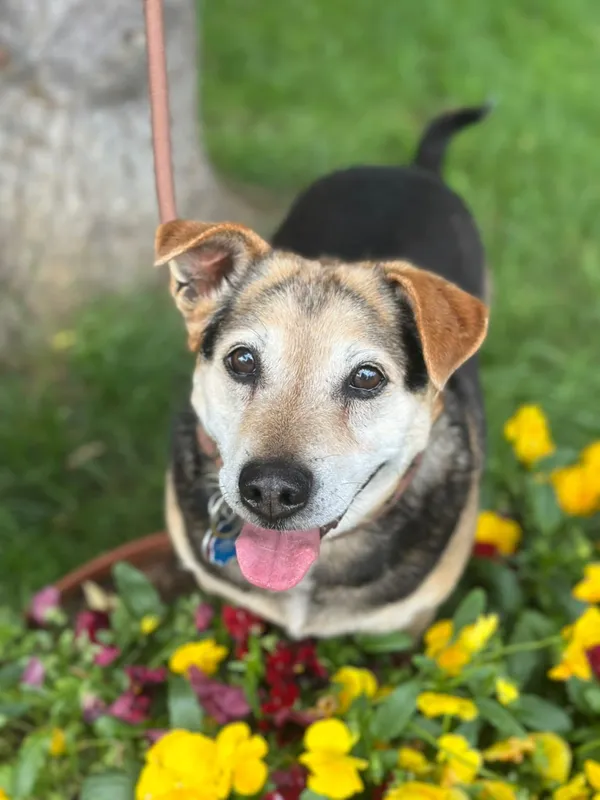 Pies do adopcji, Jelenia Góra, 6 czerwca 2025 (4/4)