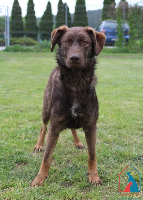 Pies do adopcji, Grudziądz, 30 maja 2025