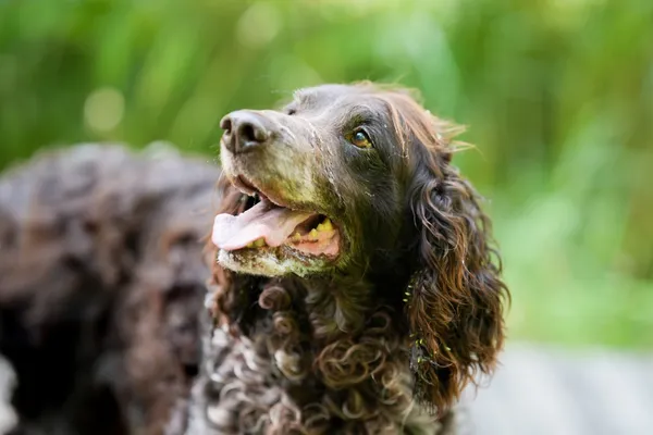 Znaleziono psa, Sosnowiec, 4 czerwca 2025 (3/5)