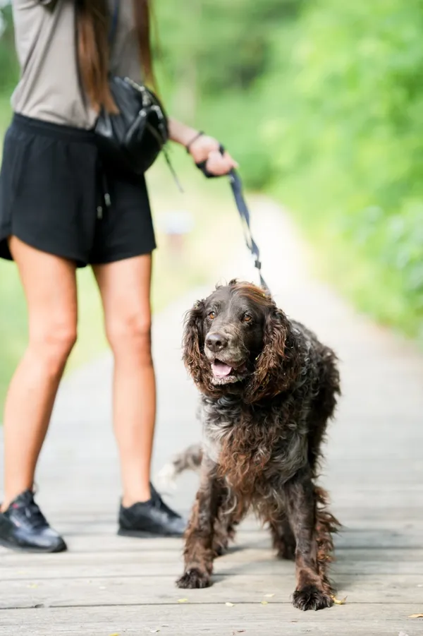 Znaleziono psa, Sosnowiec, 4 czerwca 2025 (5/5)