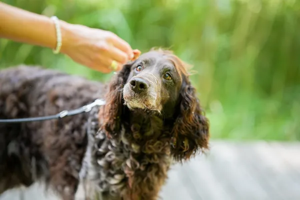 Znaleziono psa, Sosnowiec, 4 czerwca 2025 (2/5)