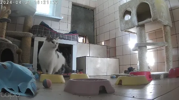 Kot do adopcji, Milanówek, 26 maja 2025 (1/5)