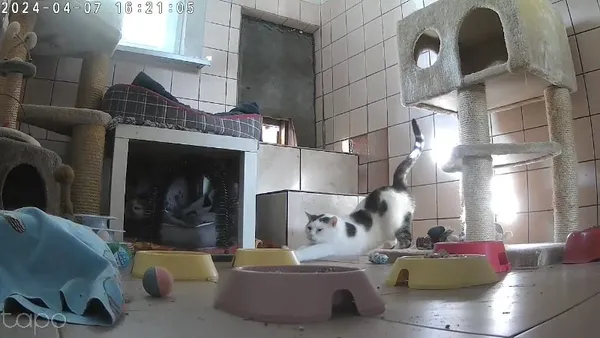 Kot do adopcji, Milanówek, 26 maja 2025 (3/5)