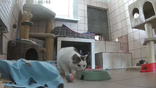 Kot do adopcji, Milanówek, 26 maja 2025 (4/5)