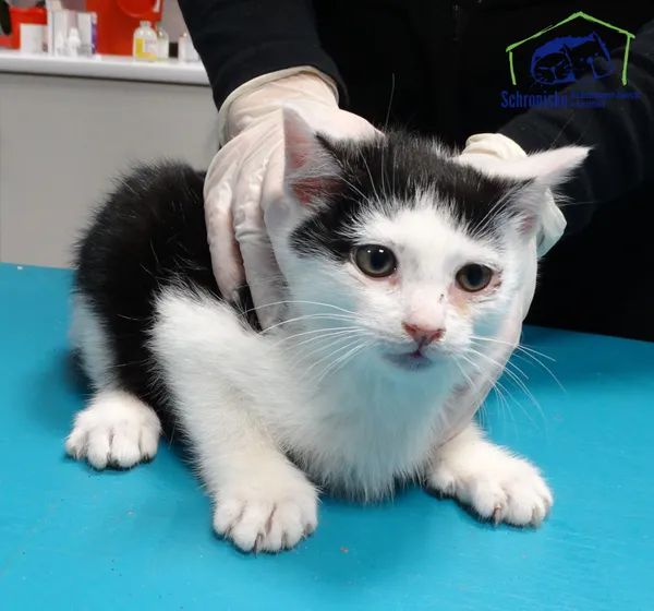 Kot do adopcji, Szczecin, 9 grudnia 2024