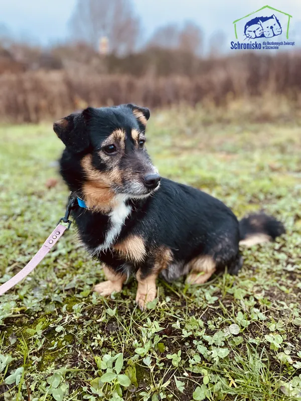 Pies do adopcji, Szczecin, 7 listopada 2024 (1/3)
