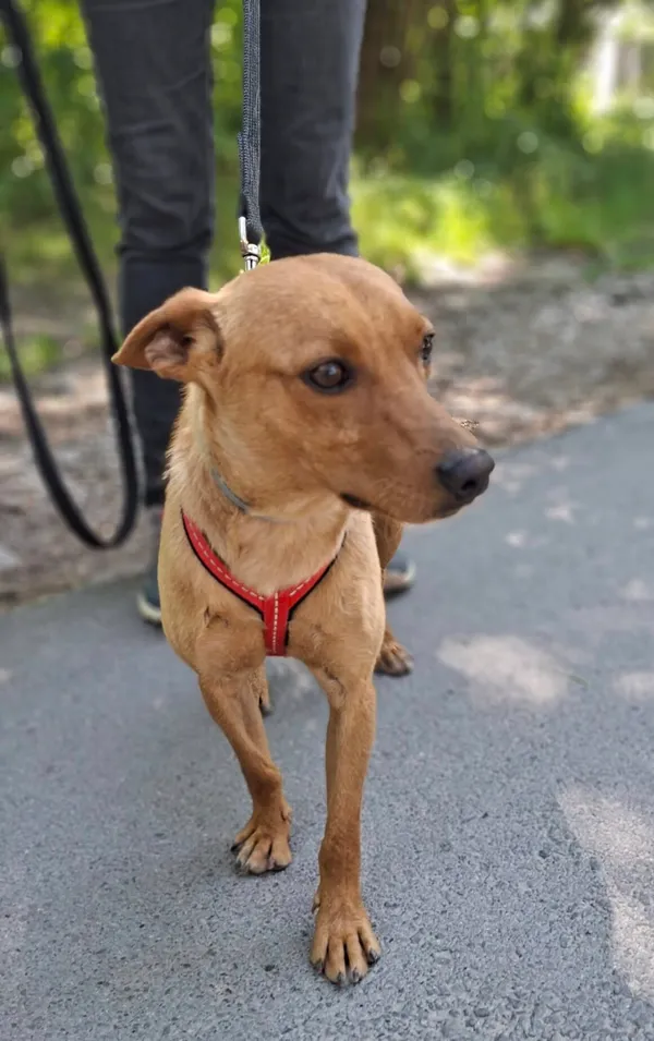 Pies do adopcji, Milanówek, 23 czerwca 2025 (1/5)