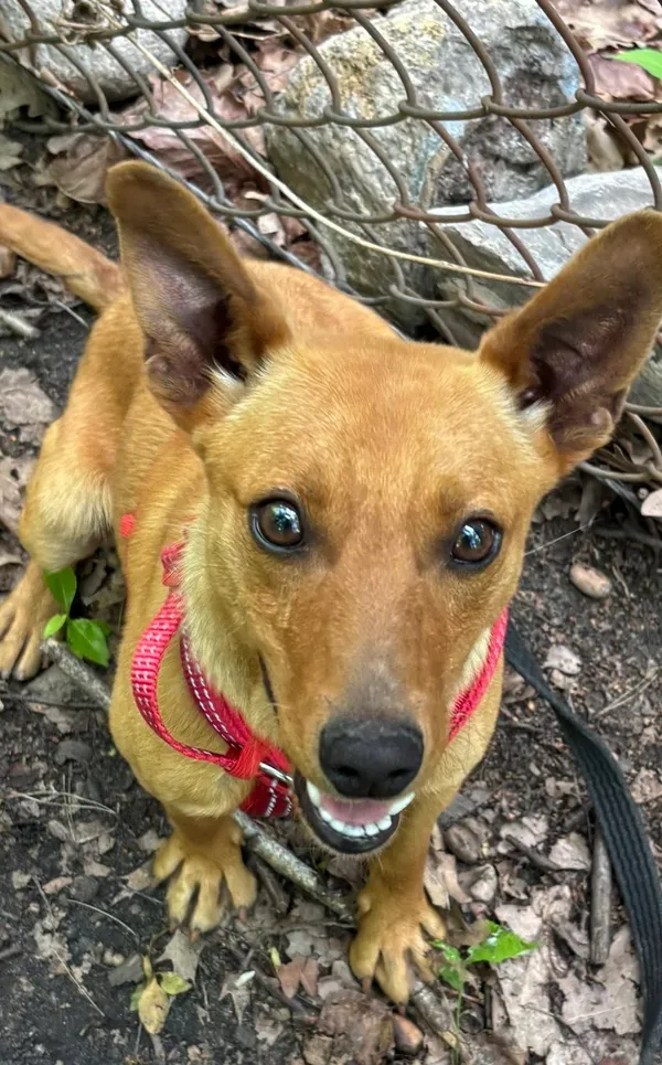 Pies do adopcji, Milanówek, 23 czerwca 2025 (2/5)