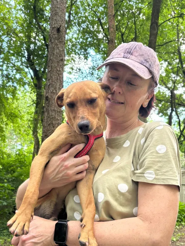 Pies do adopcji, Milanówek, 23 czerwca 2025 (3/5)