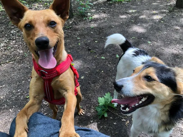 Pies do adopcji, Milanówek, 23 czerwca 2025 (4/5)