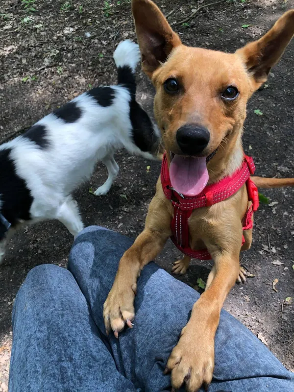 Pies do adopcji, Milanówek, 23 czerwca 2025 (5/5)