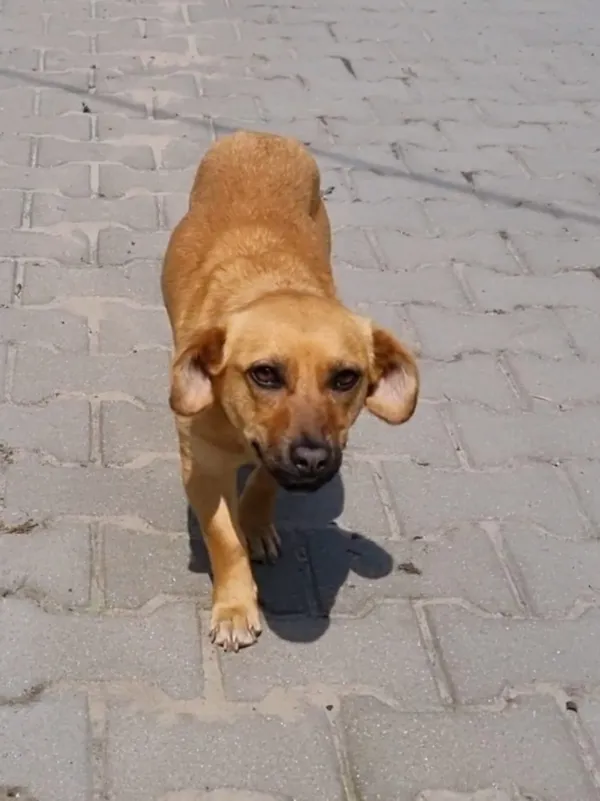 Pies do adopcji, Milanówek, 29 czerwca 2025 (4/5)