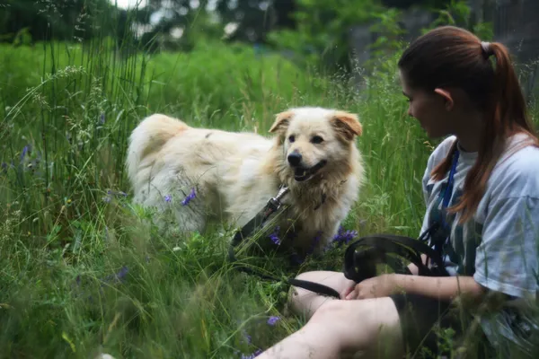 Pies do adopcji, Milanówek, 14 czerwca 2025 (1/5)