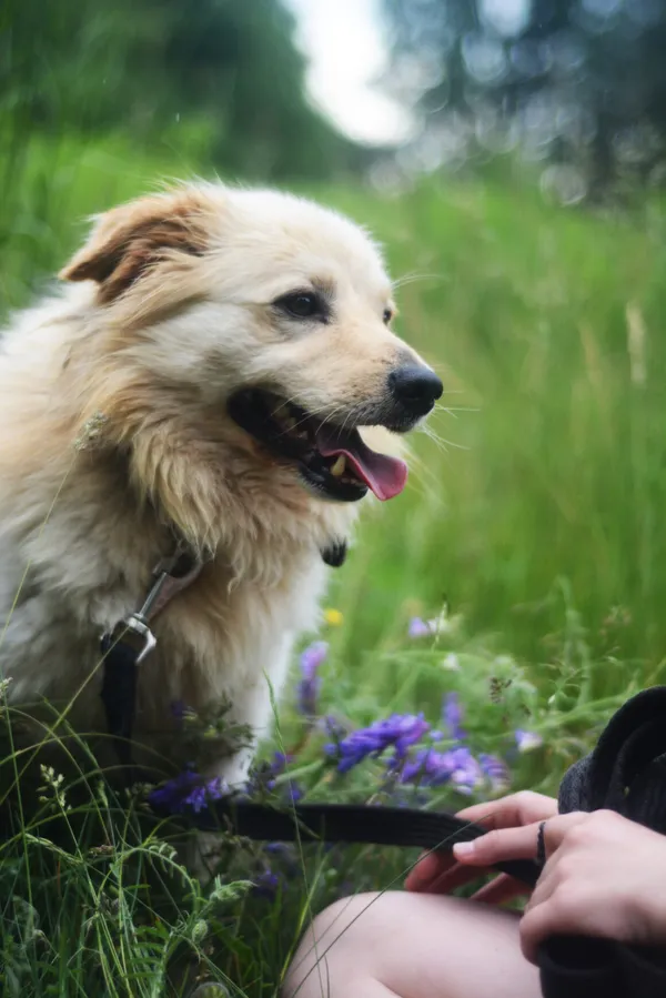 Pies do adopcji, Milanówek, 14 czerwca 2025 (2/5)