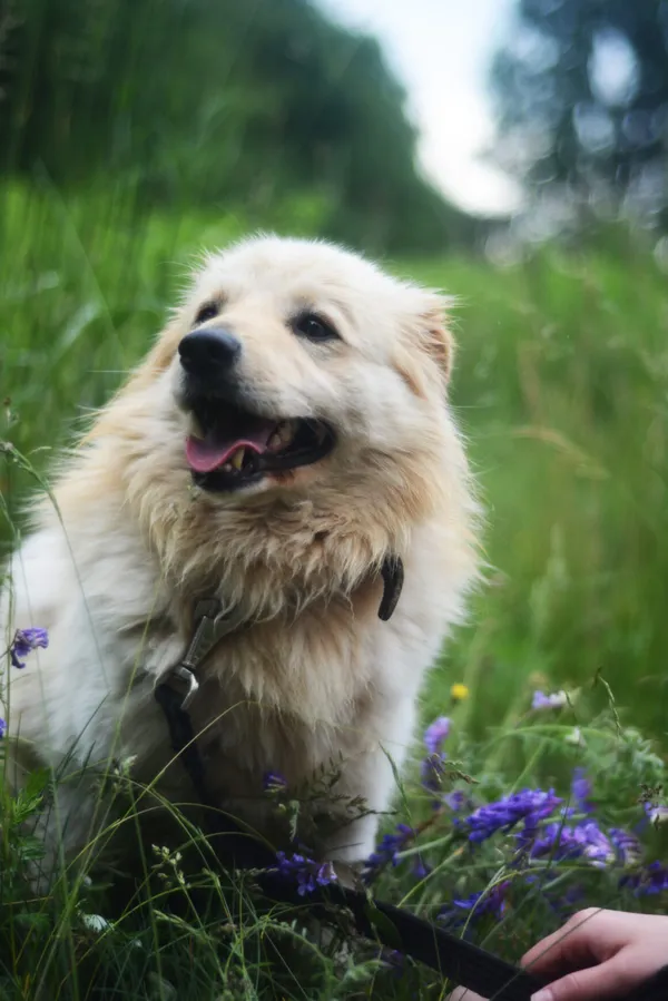 Pies do adopcji, Milanówek, 14 czerwca 2025 (3/5)