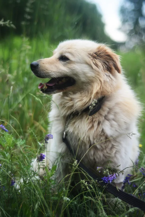 Pies do adopcji, Milanówek, 14 czerwca 2025 (4/5)