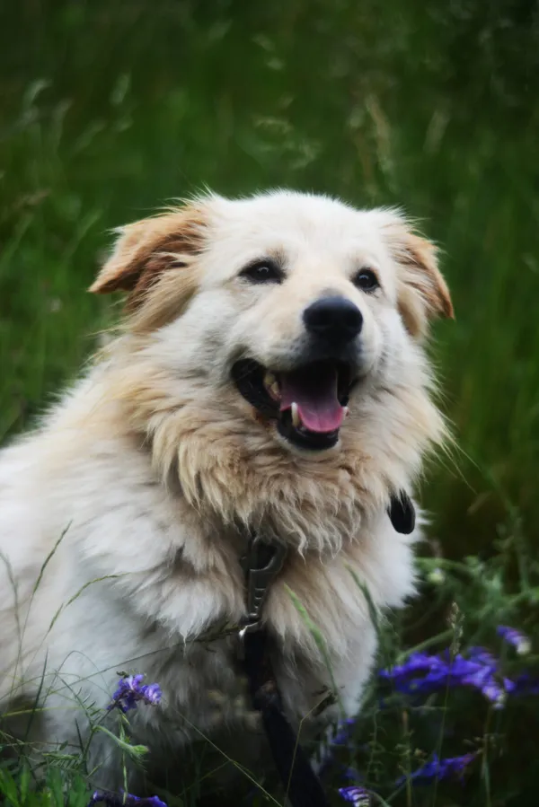 Pies do adopcji, Milanówek, 14 czerwca 2025 (5/5)