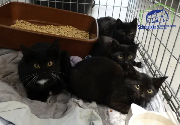 Kot do adopcji, Szczecin, 5 listopada 2024
