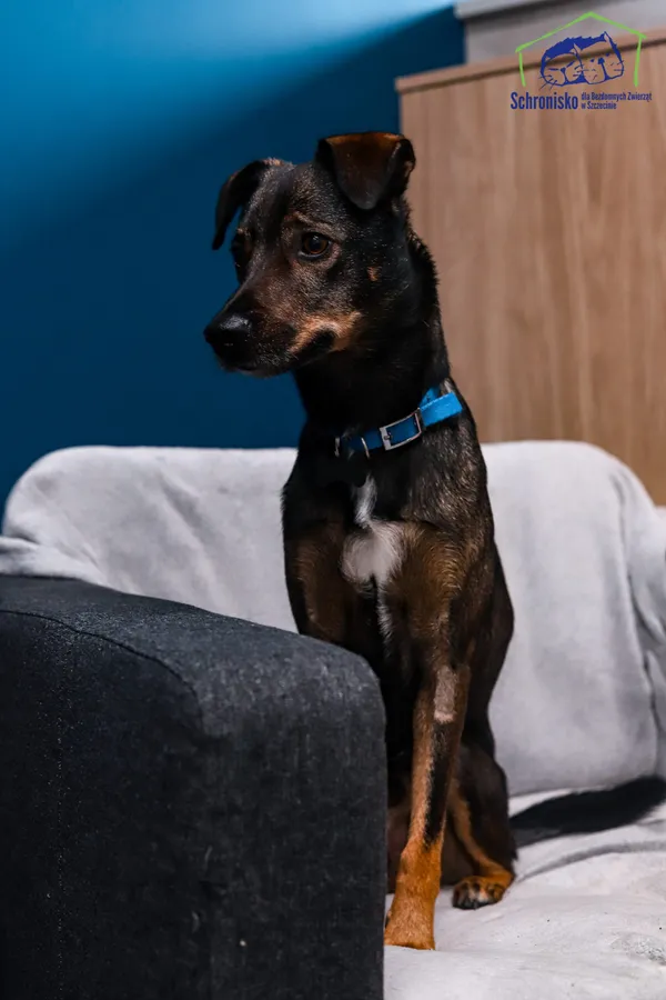 Pies do adopcji, Szczecin, 13 października 2024 (4/4)
